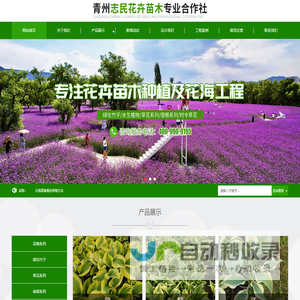 绿化竹子_福禄考_北海道黄杨_花卉苗木供应商-青州志民花卉苗木专业合作社